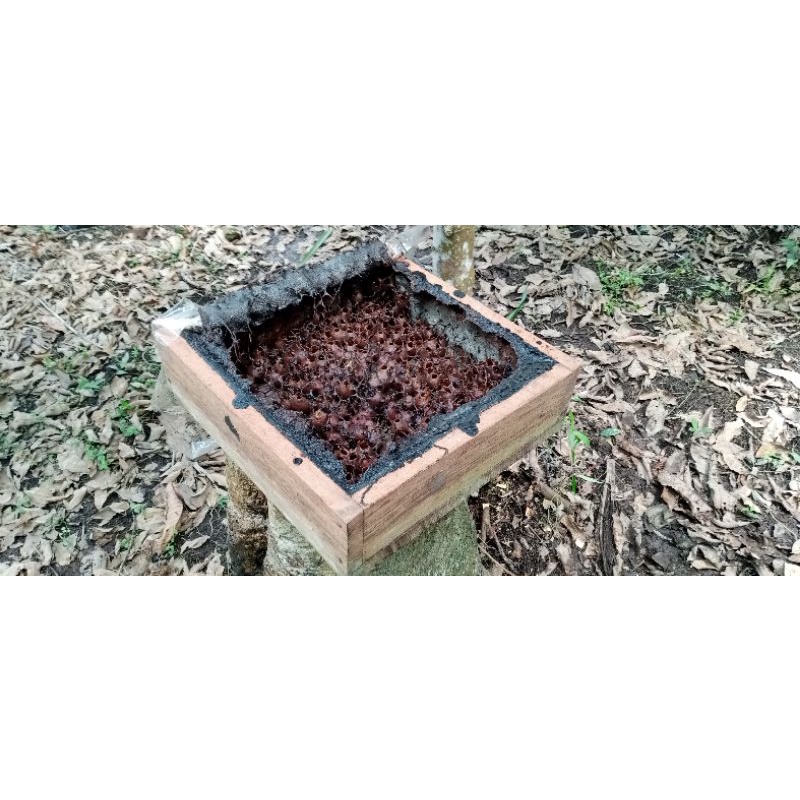 

Madu Murni Madu Kelulut Klanceng Trigona Itama Berat 10 Kg Asli dari Pembudidaya