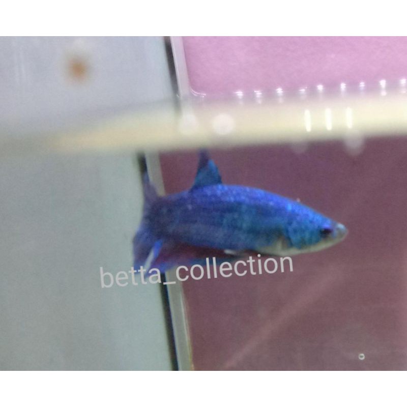 cupang giant size s+/m avatar bahan