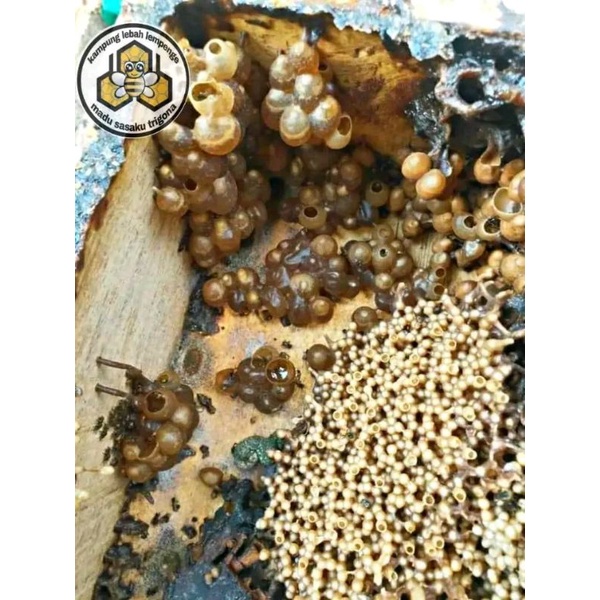 

Madu Trigona atau Madu Klanceng Asli 100%