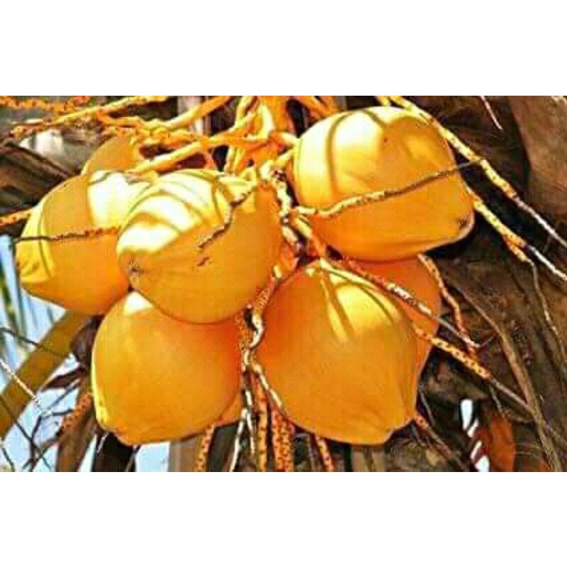

Kelapa Kuning muda/tua asli banyak khasiat