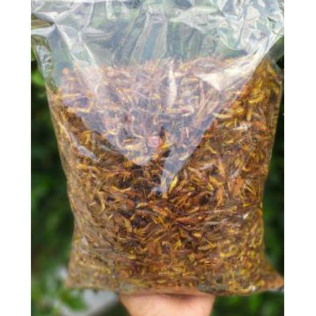 

BELALANG GORENG KECIL KEMASAN PLASTIK 1KG