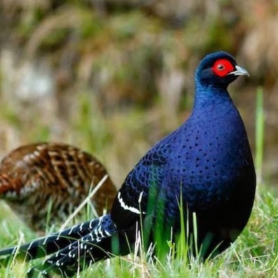 

TELUR AYAM HIAS RINGNECK PHEASANT JENIS MIKADO FERTIL ASLI UNTUK DITETASKAN