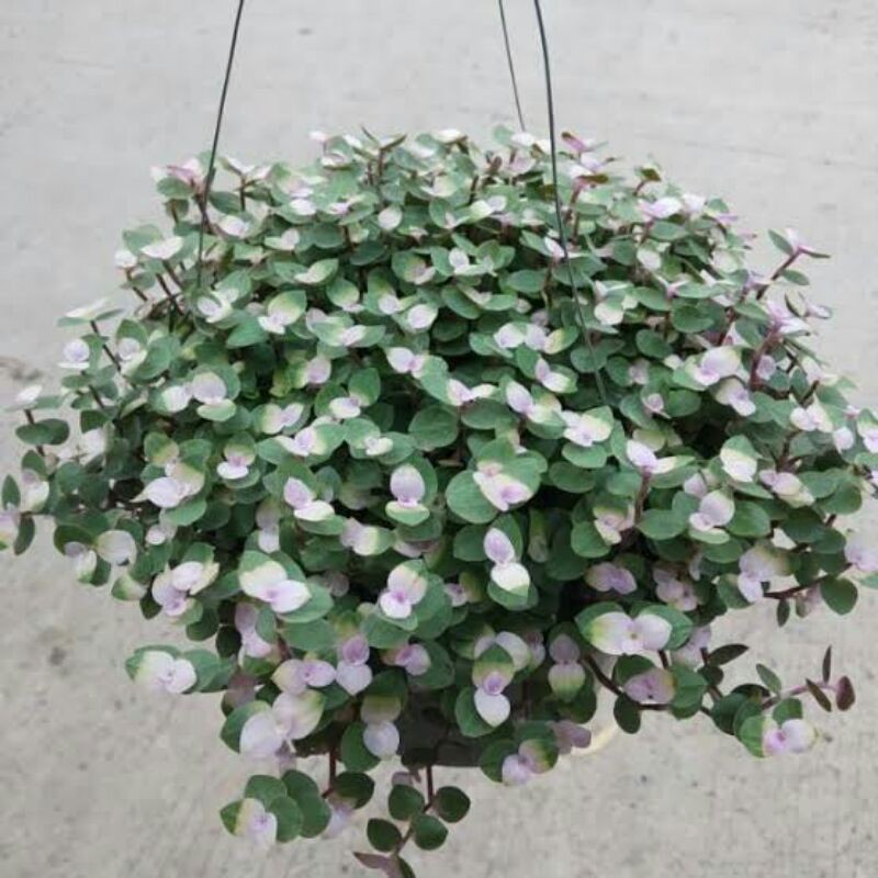  Tanaman  Hias Gantung  Kribo  kribo  Varigata Shopee Indonesia