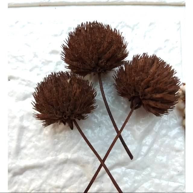 [10pc] Pompom kering  / bunga pompom kering warna coklat tua
