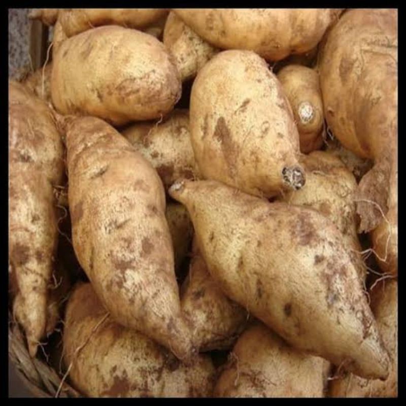 

KangSayur - UBI PUTIH / UBI JALAR Segar Kiloan