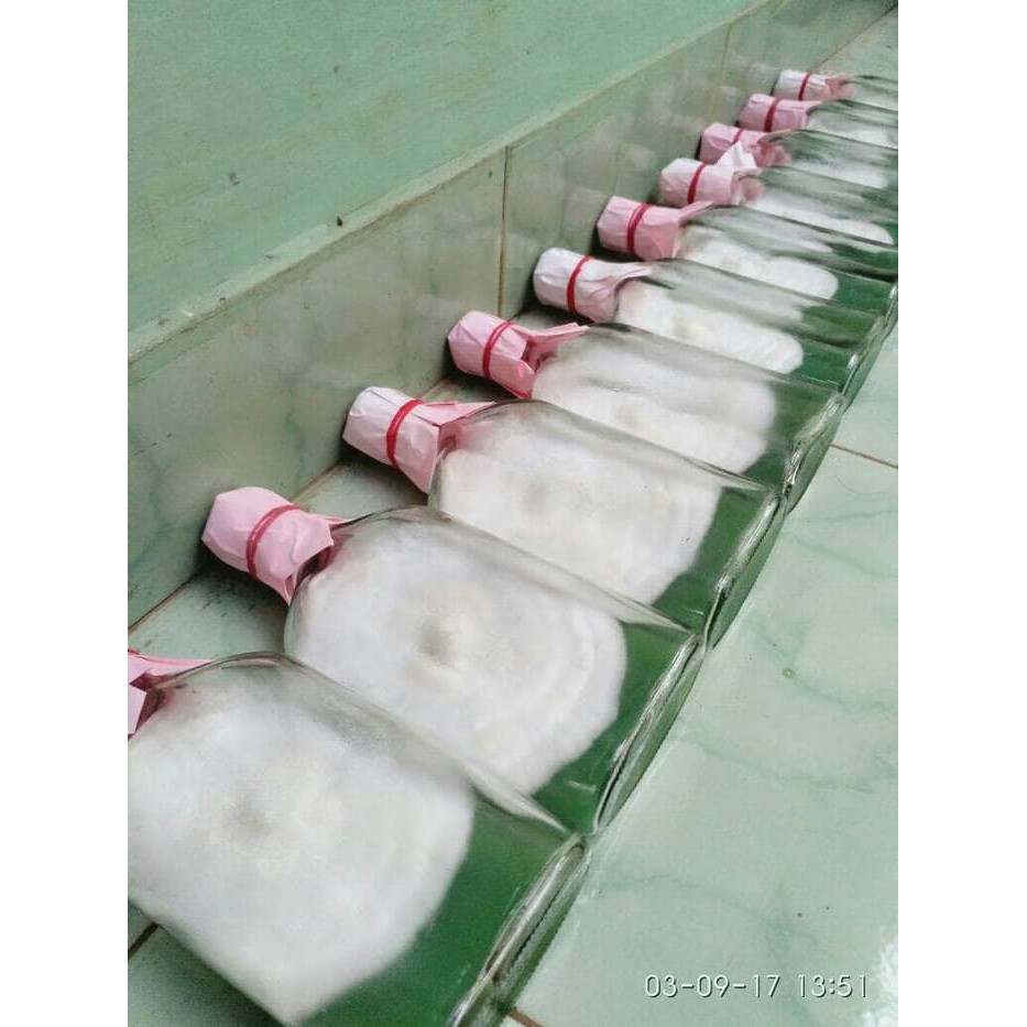 Unik bibit jamur tiram f0 Berkualitas