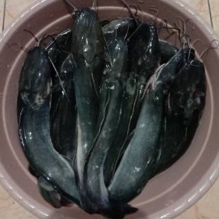 

ikan lele 500 gram sayuran bandung