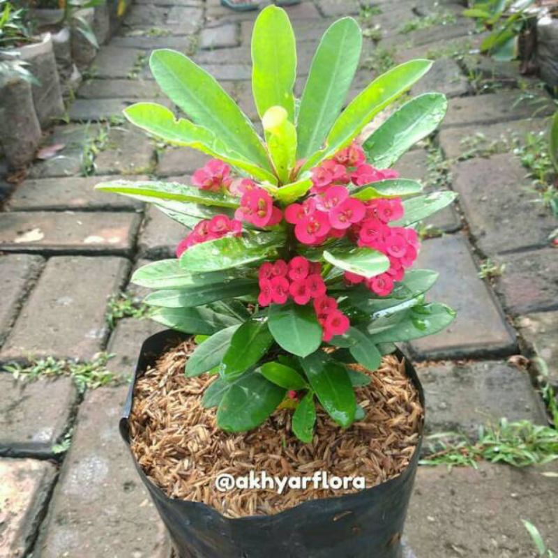 TANAMAN HIAS EUPHORBIA// MERAH