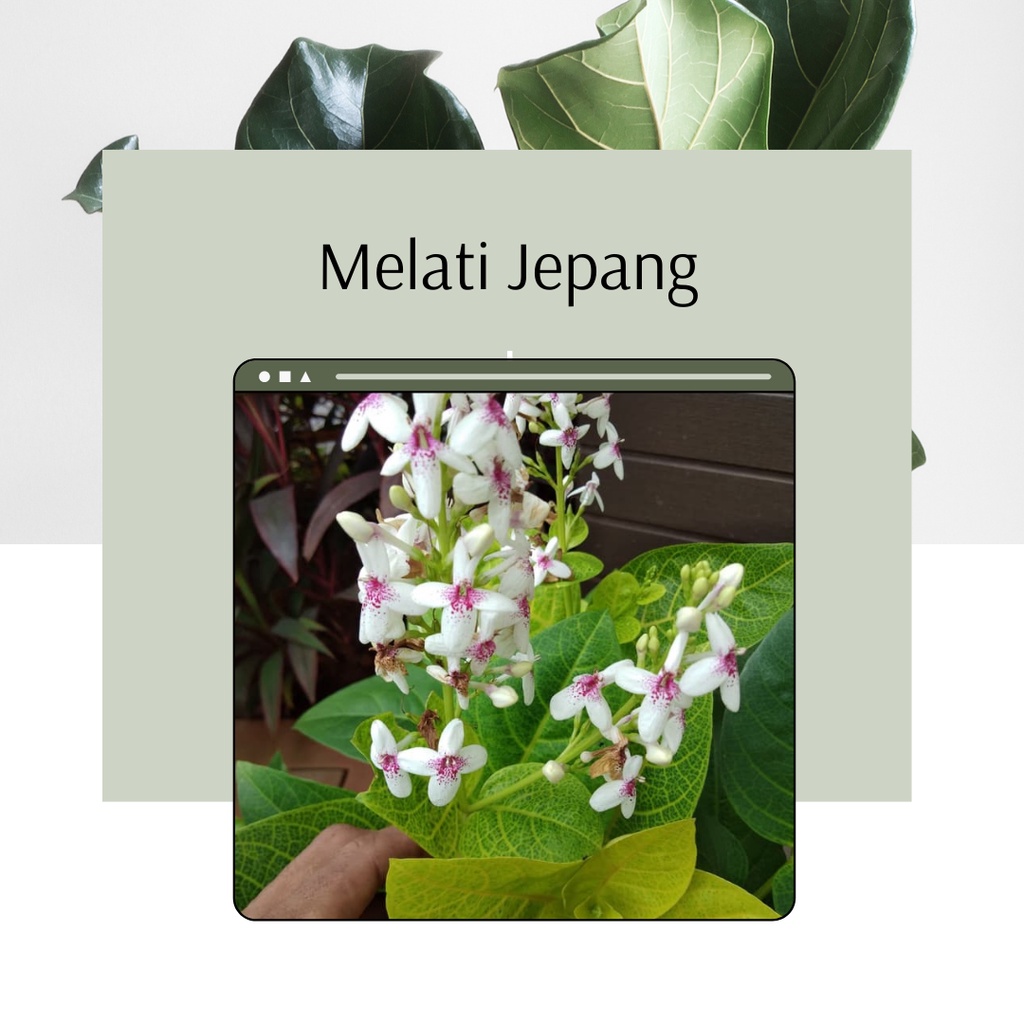 Tanaman Hias Melati Jepang Bunga Melati Jepang Bibit Bunga Melati Jepang Cantik