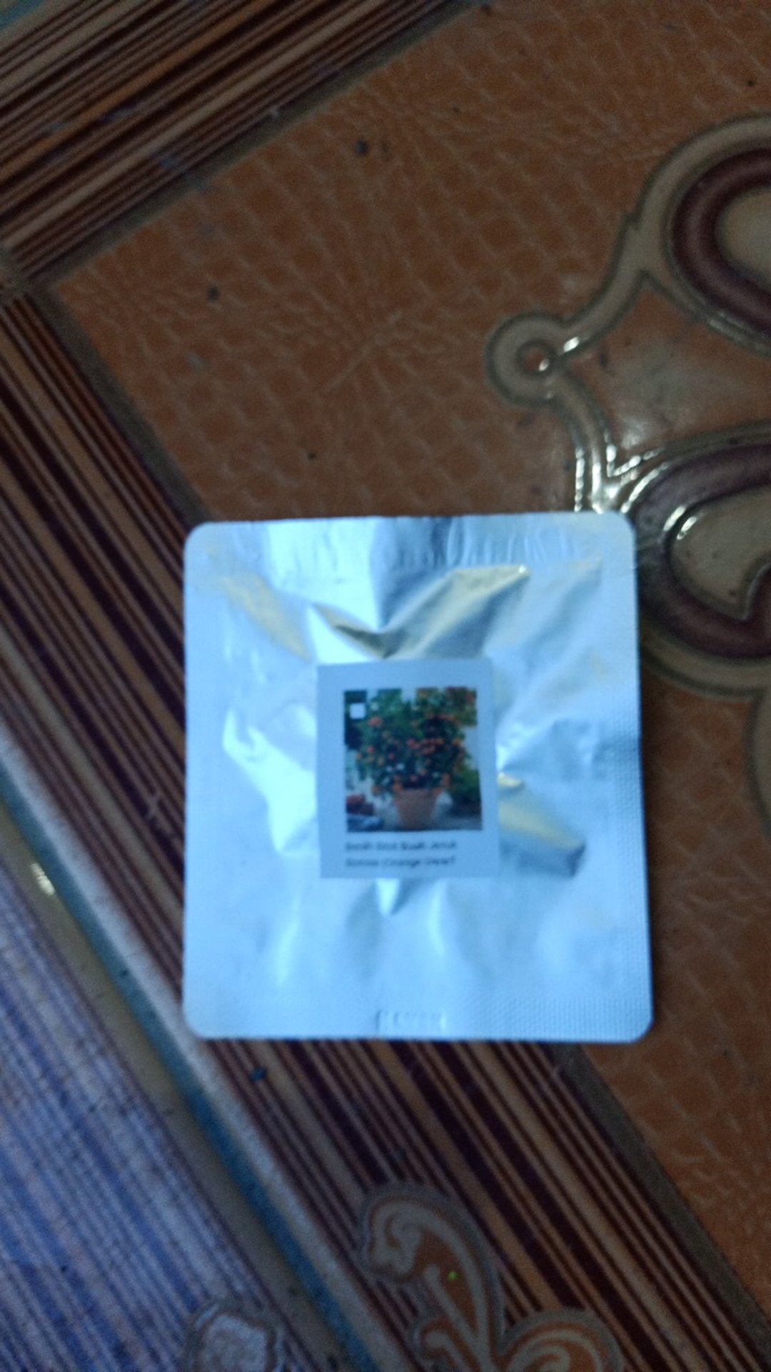 Biji Benih Bibit Jeruk Bonsai (orange Dwarf Seeds)