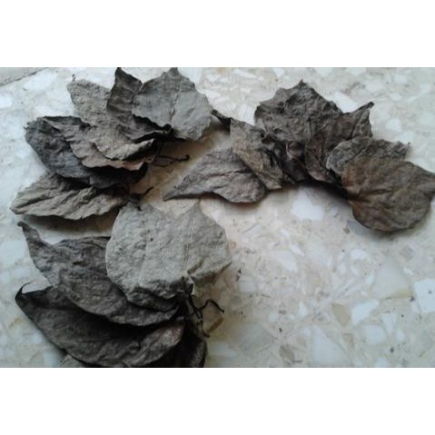 

Daun Sirih Merah Kering Asli 500 gr (1.2 kg) Kwalitas Terjamin