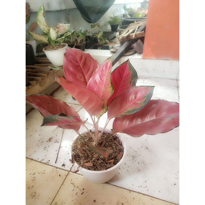 Aglaonema kocin red mella