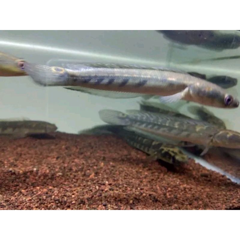 Beby chana maru uk 8-13cm