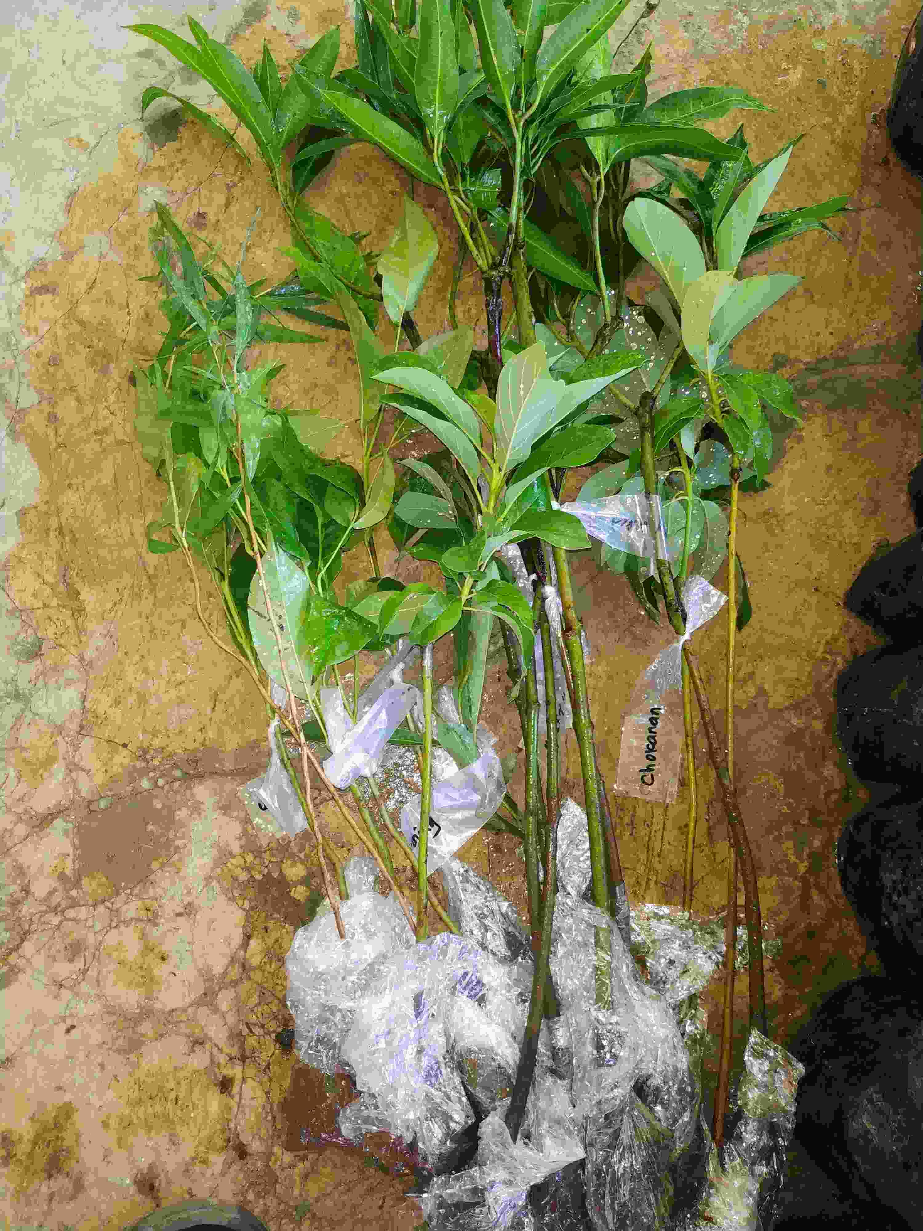 Bibit Buah Mangga Chokanan Supermurah