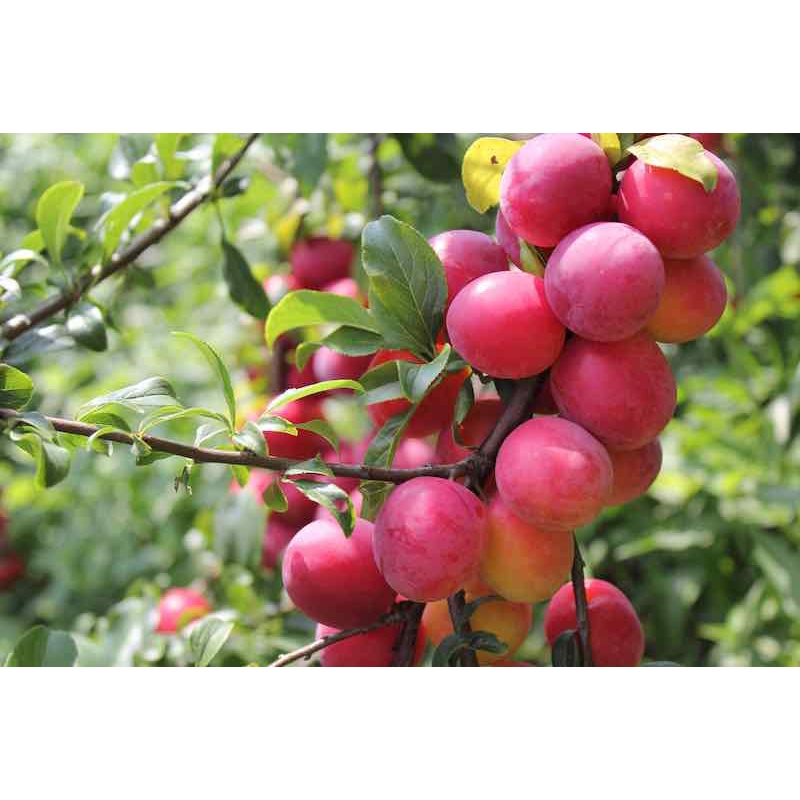 Benih Bibit Biji - Buah Plum Ceri Merah / Prem Ceri / Red Cherry Plum Fruit Tree Seeds - IMPORT