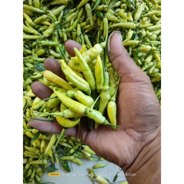 

Cabe rawit putihan frees baru petik langsung dari Lahan