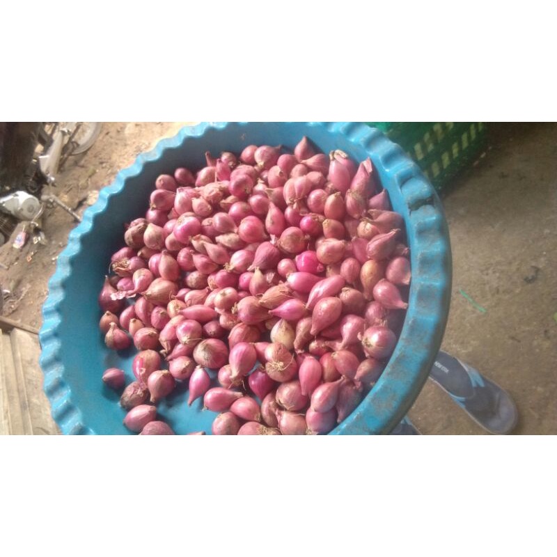 

bawang merah