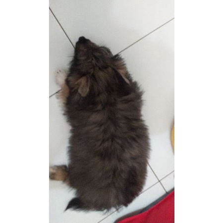 

Tikus besar