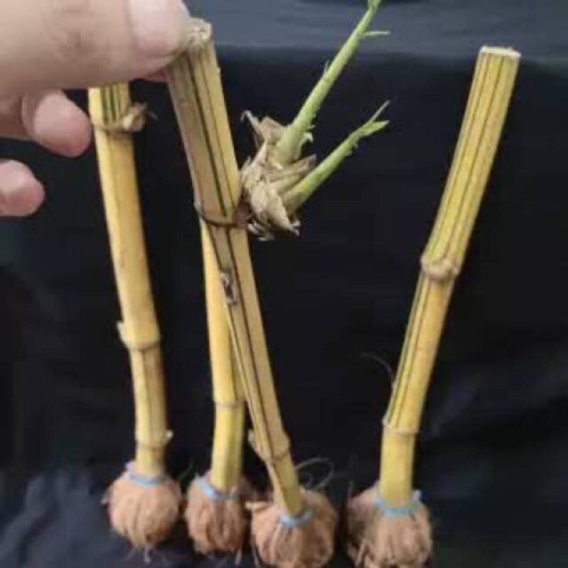 bibit bambu kuning asli 3 bibit