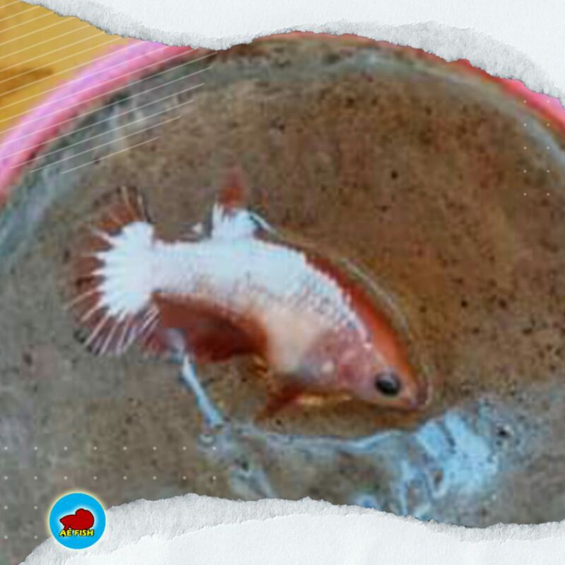 Ikan cupang famale/betina fccp red head