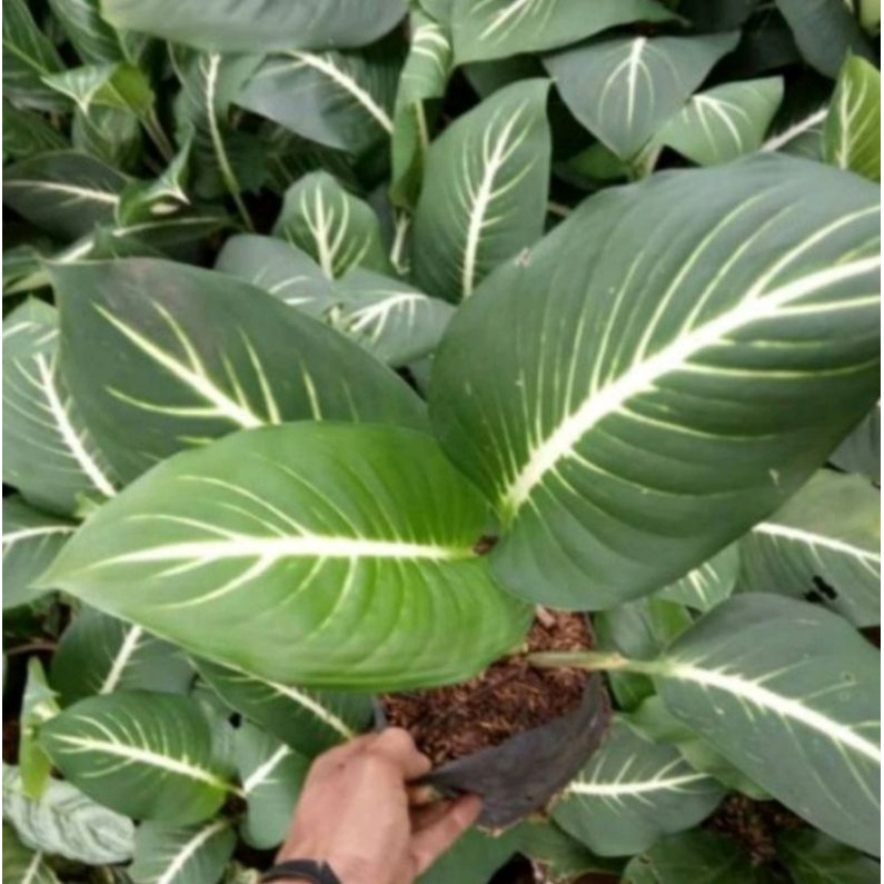 Tanaman Hias Diven Gurita Tanaman Diven