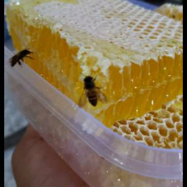 

Madu sarang melifera 500 gr