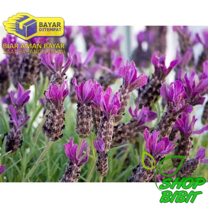 Bibit tanaman pohon bunga lafender super murah