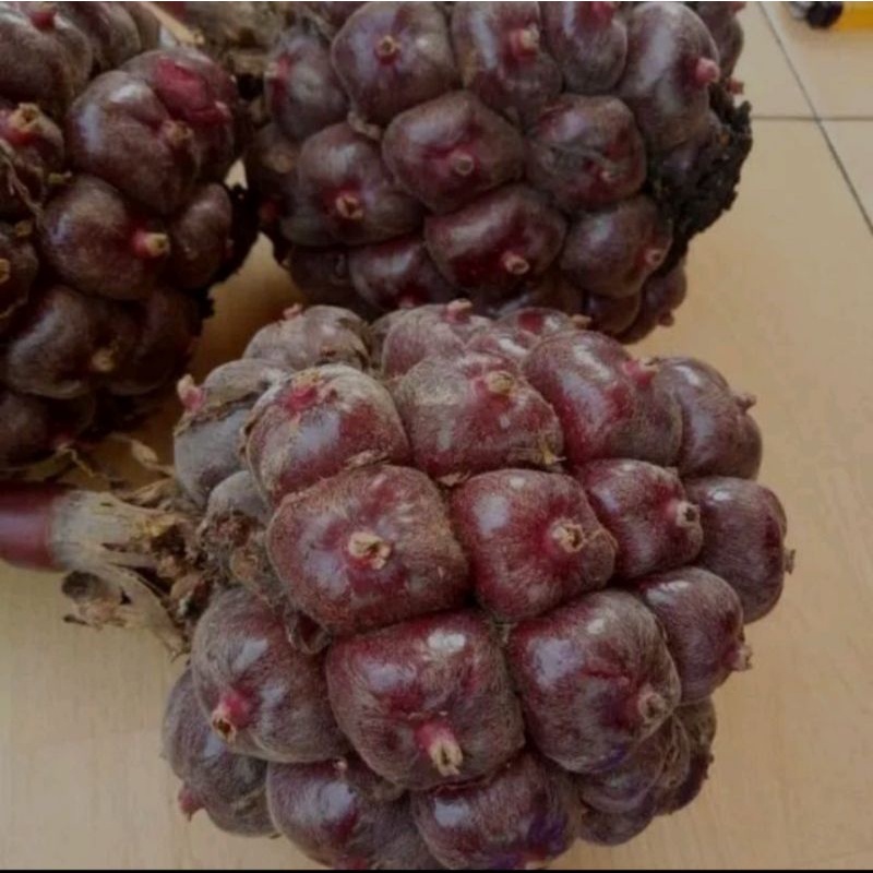 

Buah honje merah segar 1 kg