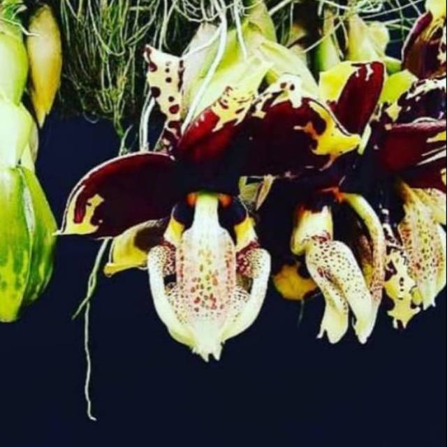 Tanaman Hias Anggrek Stanhopea Trigina