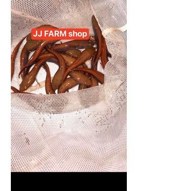 ➯ channa chana red barito asli jaminan merah menor pedes size 3cm - 15cm ada ☀