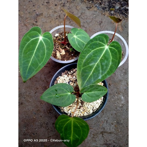 kuping gajah magnificum verde