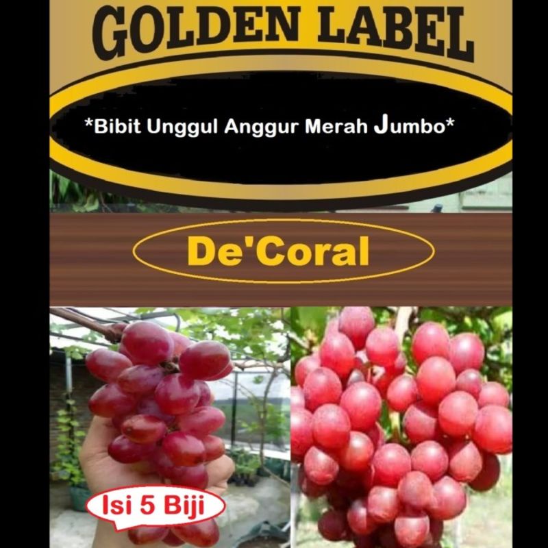 Bibit Unggul Anggur Merah Jumbo | Benih Anggur Merah Jumbo