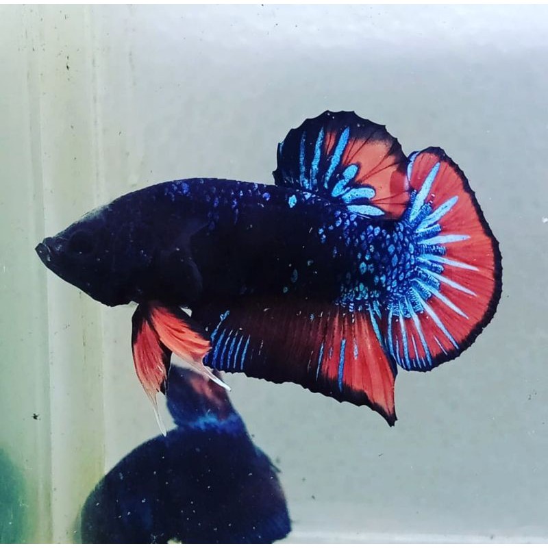 ikan cupang avatar gordon