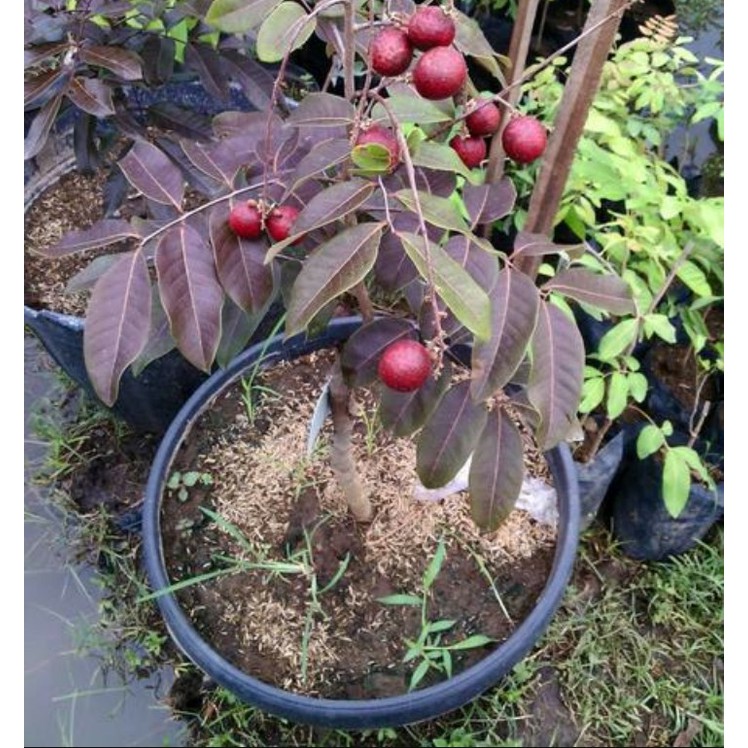 PAKET HEMAT.. 4 BIBIT POHON LENGKENG MERAH