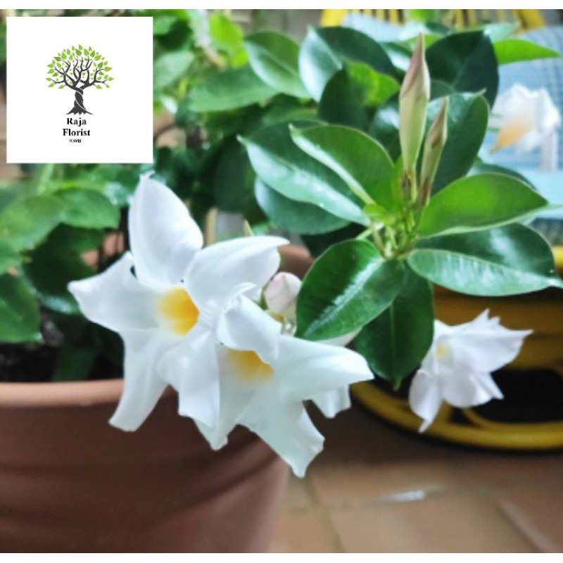 

White Mandevilla