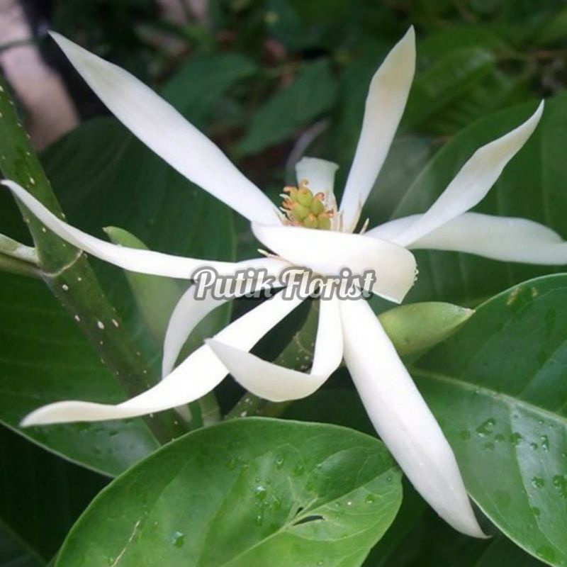Kantil Putih - Tanaman Bunga Kantil Putih - Kembang Kantil Putih - Cempaka Kantil Putih