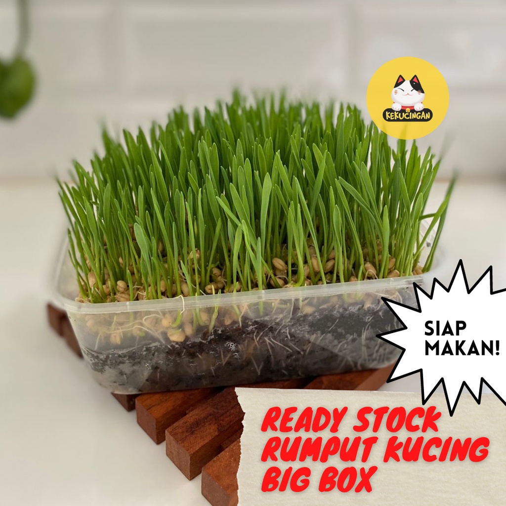 RUMPUT KUCING Wheatgrass Big Box SIAP MAKAN  Obat Hairball Kucing Anjing Rumput Gandum Kekucingan