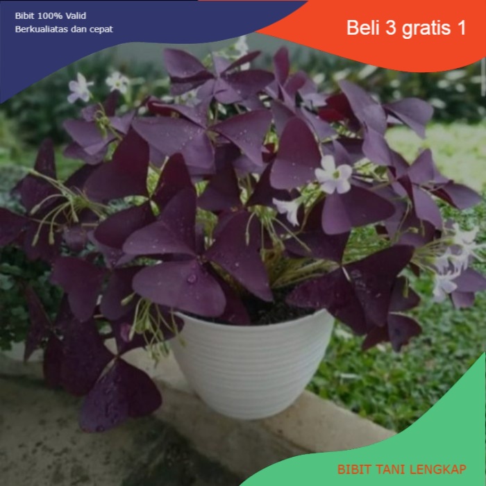 Bibit Bunga Indoor Oxalis (Bunga Kupu-Kupu)+Pot Hitam/Tawon