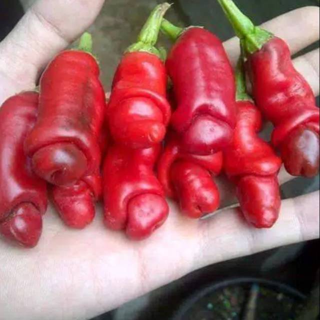 Benih cabe Cabai peter pepper hias unik PORNO