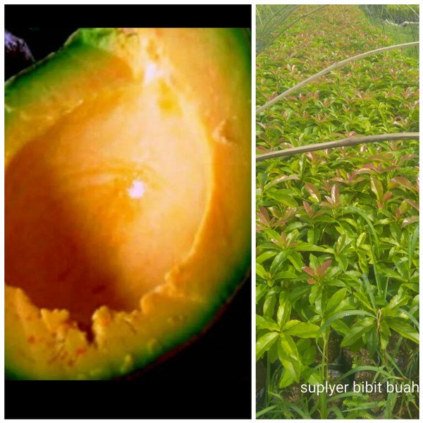 TERMURAH promo bibit tanaman buah alpukat mentega merah super VIRRALL