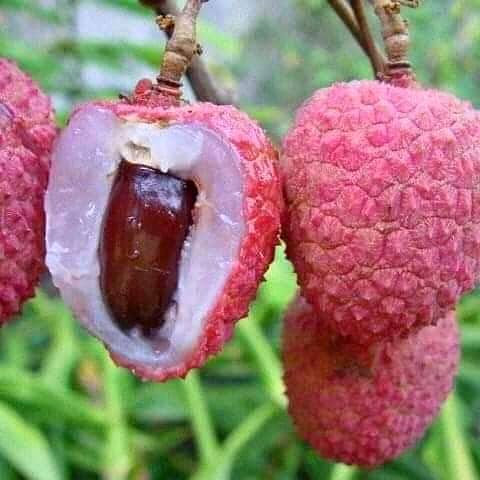 Terlaris Bibit Leci Merah Buah Leci Manis Hasil Okulasi Cepat Berbuah Asli Tanaman Buah