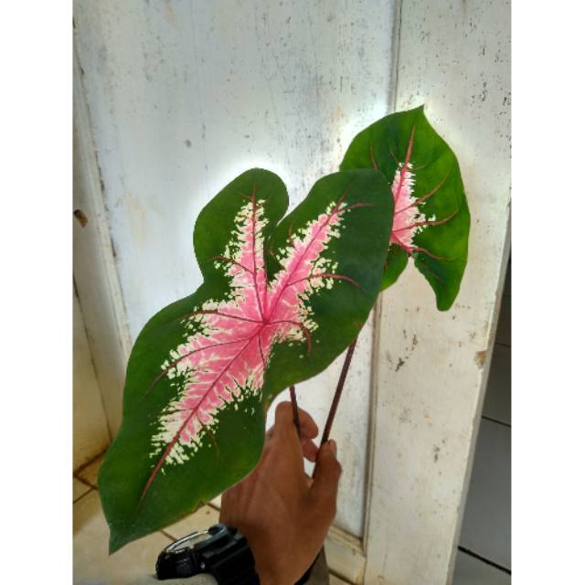 Tanaman Hias Keladi Spider Caladium Spider Shopee Indonesia