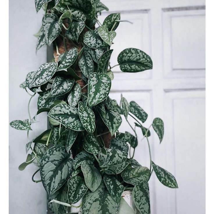 Tanaman hias scindapsus exotica