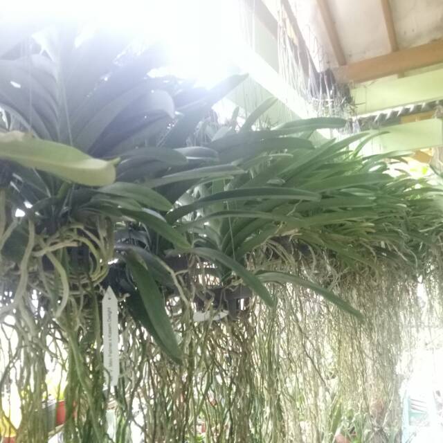 Anggrek vanda