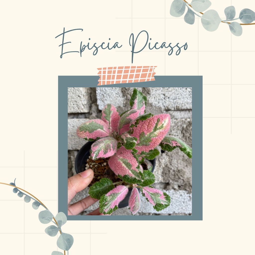 Episcia Import Episcia Picaso Tanaman Hias Episcia Import Episcia Picasso