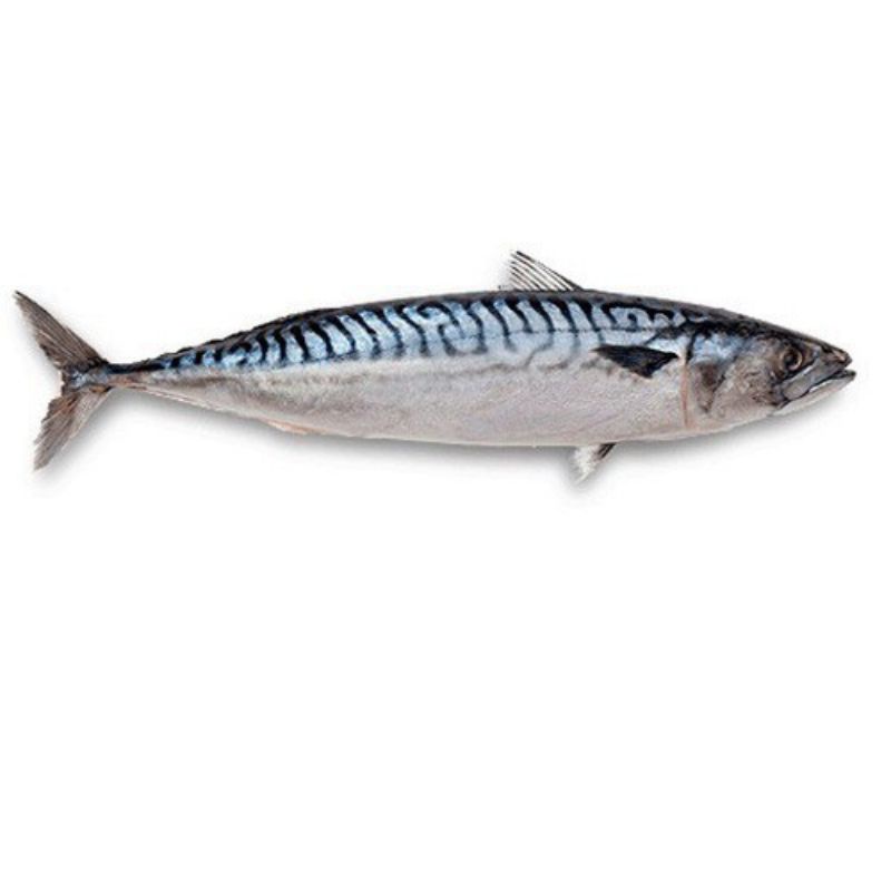 

Ikan Salem 10kg Pacific Mackerel