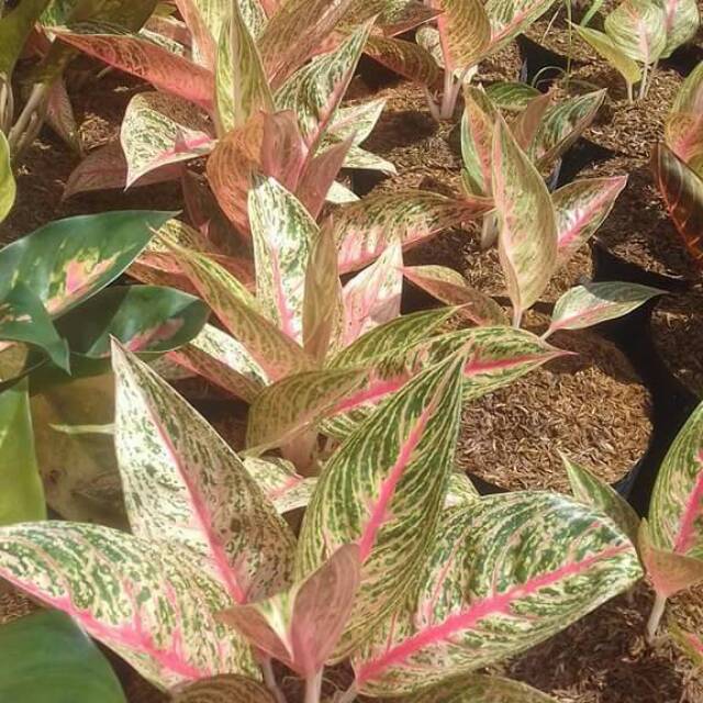 Bibit bunga anglonema legaci