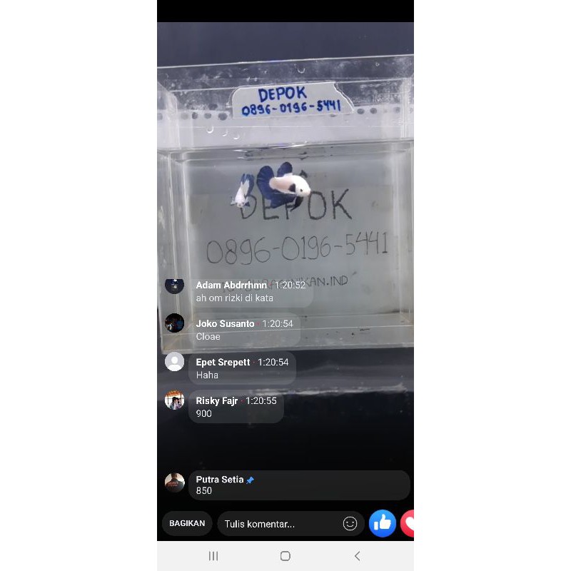 

2 ekor ikan cupang bluerim