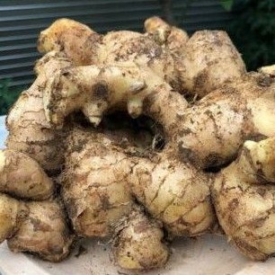 

1kg Jahe gajah segar
