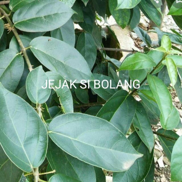 

DAUN CINCOU PERDU DARI KEBUN HERBAL/100gram DAUN CINCAU HIJAU ATAU DAUN KIPANAS SEGAR